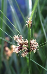 Bolboschoenus glaucus