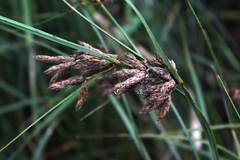 Bolboschoenus glaucus