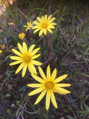 Arctotheca forbesiana