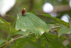Abisara saturata kausambioides
