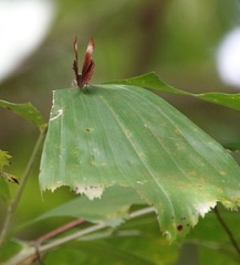 Abisara saturata kausambioides