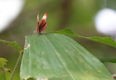Abisara saturata kausambioides