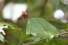 Abisara saturata kausambioides