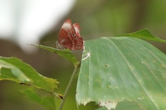 Abisara saturata kausambioides