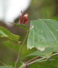 Abisara saturata kausambioides