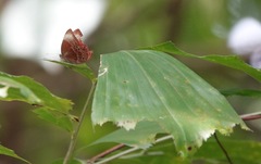 Abisara saturata kausambioides