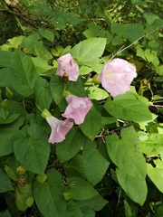 Calystegia × pulchra