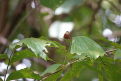Abisara saturata kausambioides