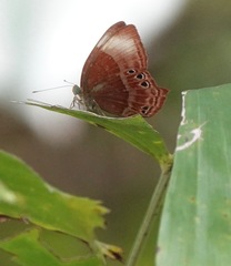 Abisara saturata kausambioides