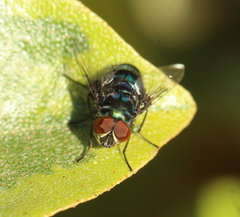 Chrysomya chloropyga