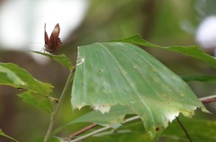 Abisara saturata kausambioides