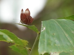 Abisara saturata kausambioides