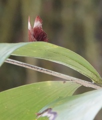 Abisara saturata kausambioides