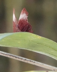 Abisara saturata kausambioides