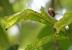 Abisara saturata kausambioides