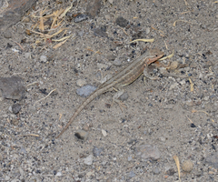Sceloporus graciosus gracilis
