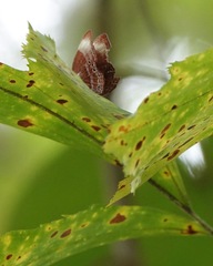 Abisara saturata kausambioides