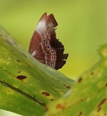 Abisara saturata kausambioides