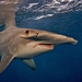 Great Hammerhead - Photo (c) Oregon State University, some rights reserved (CC BY-SA)