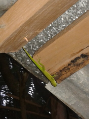 Anolis evermanni