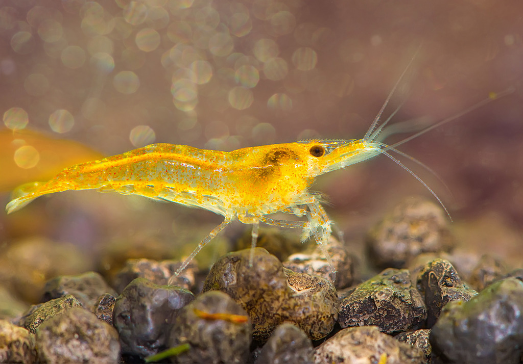 Crevette Red Cherry (Neocaridina davidi var. red cherry)