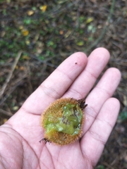 Actinidia setosa