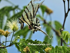 Protographium epidaus