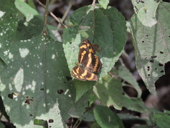 Symbrenthia lilaea formosanus