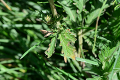 Potentilla flabellifolia