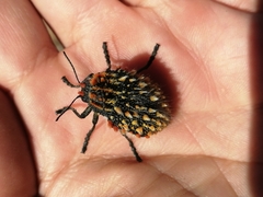 Julodis sulcicollis