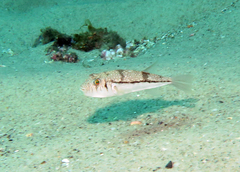 Torquigener pleurogramma