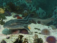Striped Catshark photo 2