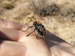 Julodis sulcicollis
