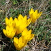 Sternbergia sicula - Photo (c) algisquartz, algunos derechos reservados (CC BY-NC)