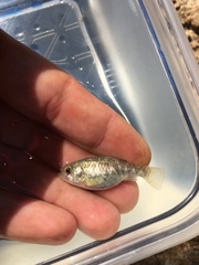 Cyprinodon pecosensis