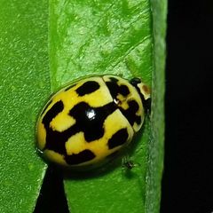 Propylea quatuordecimpunctata