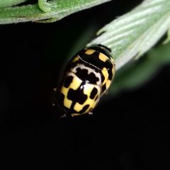 Propylea quatuordecimpunctata