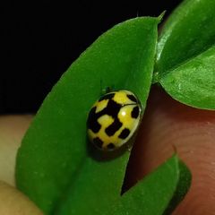 Propylea quatuordecimpunctata