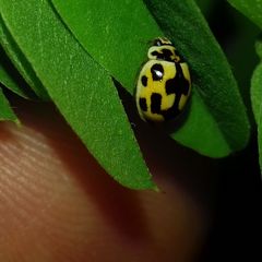 Propylea quatuordecimpunctata