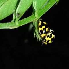 Propylea quatuordecimpunctata