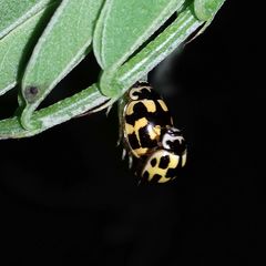 Propylea quatuordecimpunctata