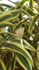 Electrostrymon endymion