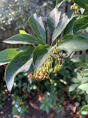 Enkianthus