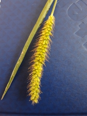 Setaria pumila