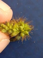 Setaria pumila