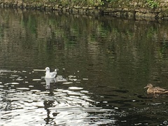 Chroicocephalus ridibundus