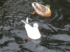 Chroicocephalus ridibundus