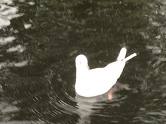 Chroicocephalus ridibundus