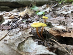 Hygrocybe parvula