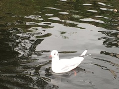 Chroicocephalus ridibundus